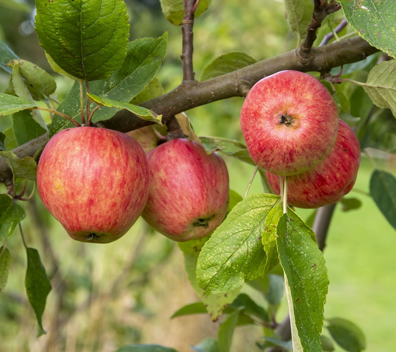 Major Cider Apple